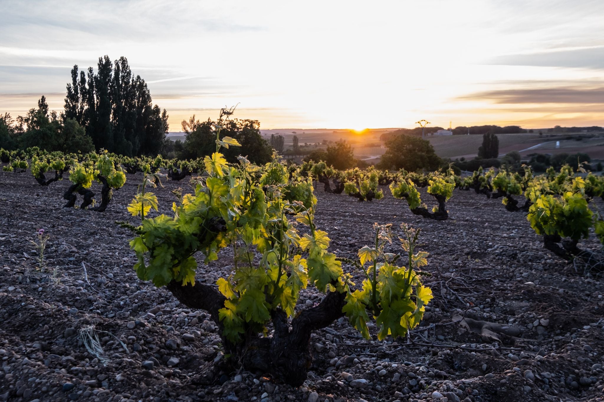 A Wine Tasting With Perfect Examples of Expression and Versatility of