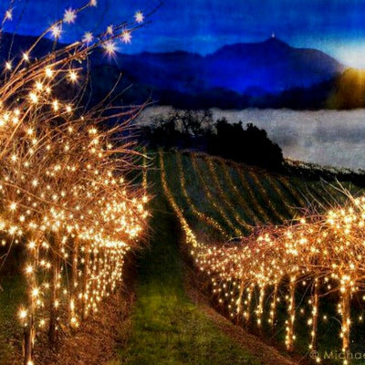 Wine, Wishes & Winter: A California Christmas Tasting